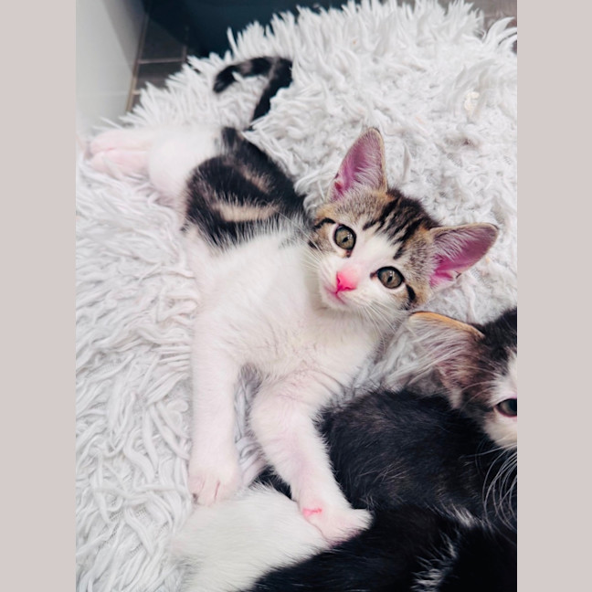 Photo of Dandelion 🌼