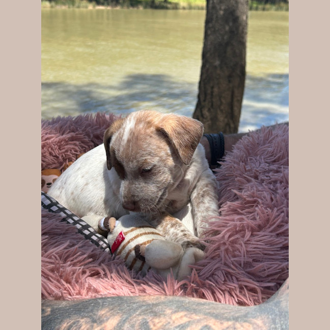 Photo of Hank (Was Buddy)