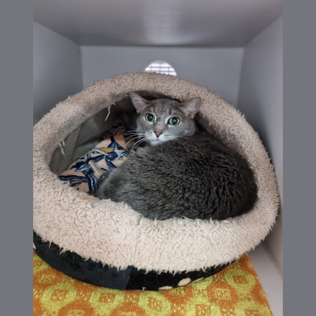 Photo of Smokey