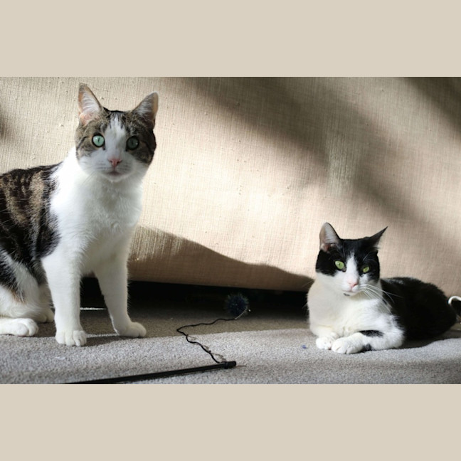 Photo of Turtle & Sylvester 