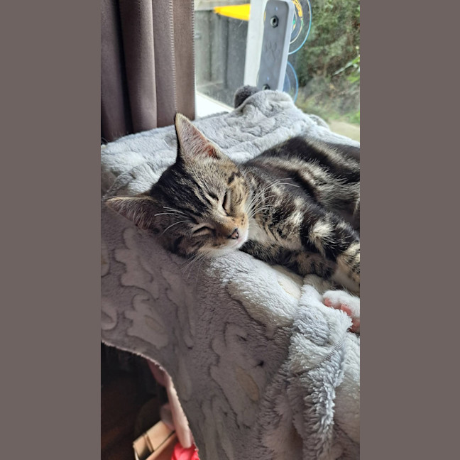 Photo of Chai