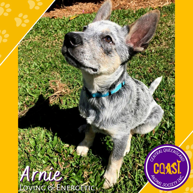 Photo of Arnie