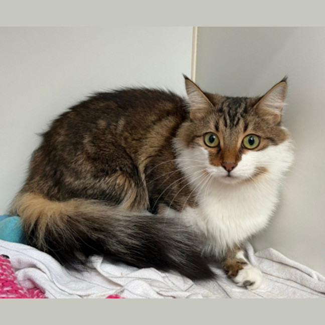 Photo of Luna