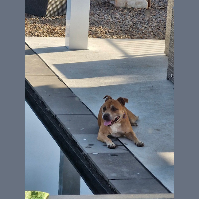 Photo of Sasha   7 Year Old Staffy