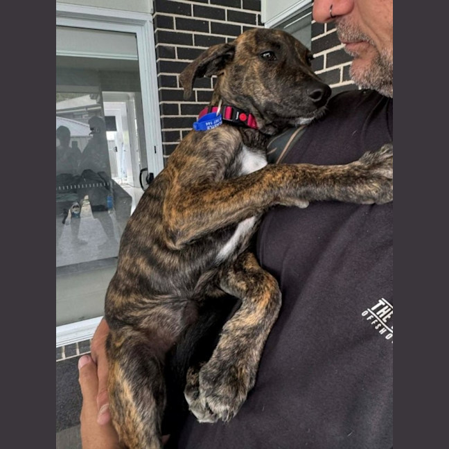 Photo of Remi   5 Month Old Bull Arab X