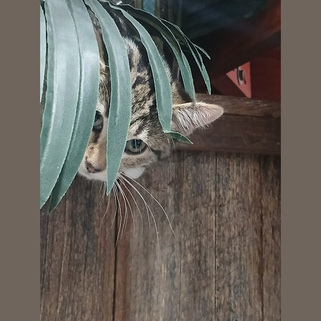 Photo of Blink *9 Lives Project Rescue*