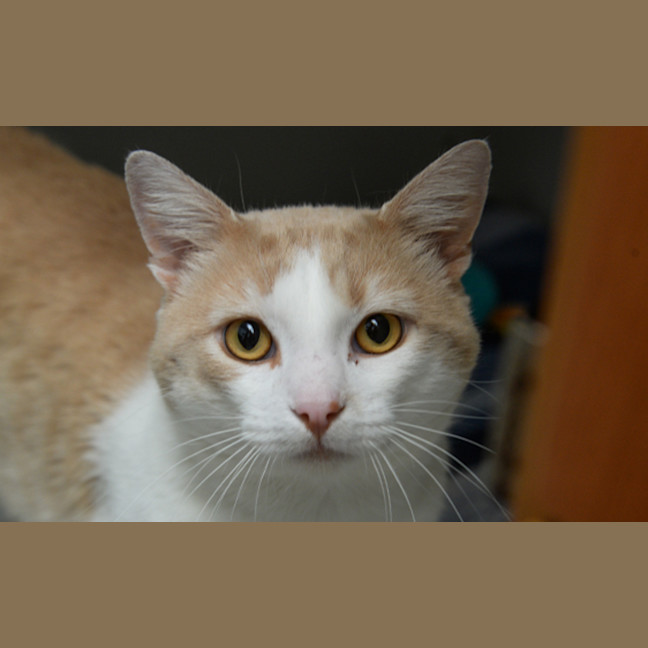 Photo of Pringle