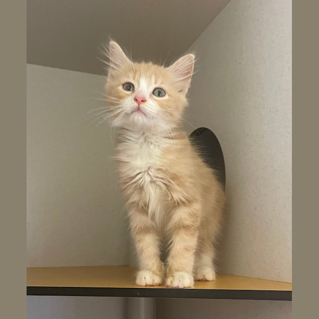 Photo of Clementine