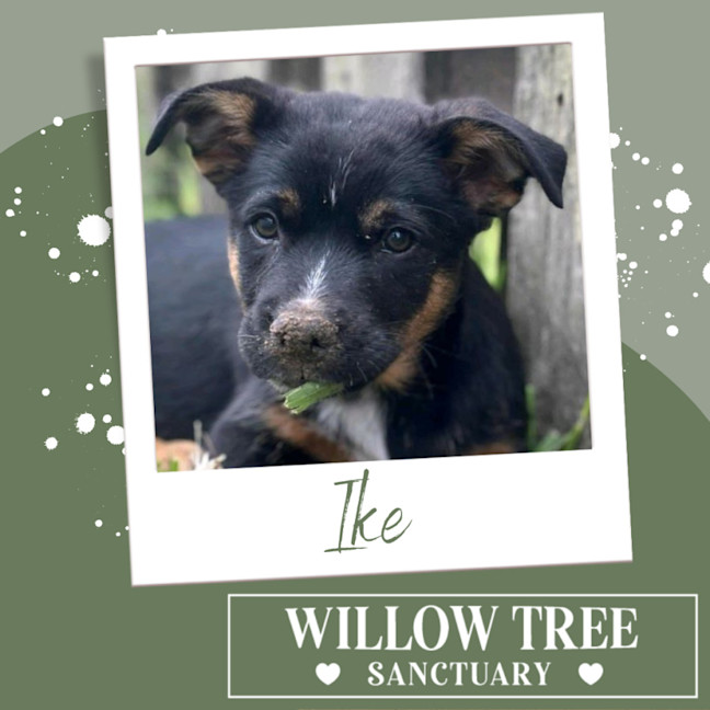 Photo of Ike