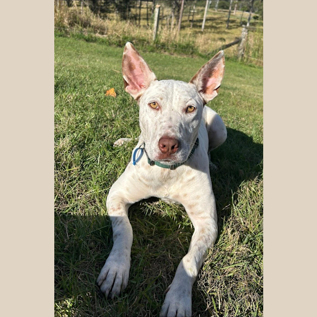 Photo of Casper