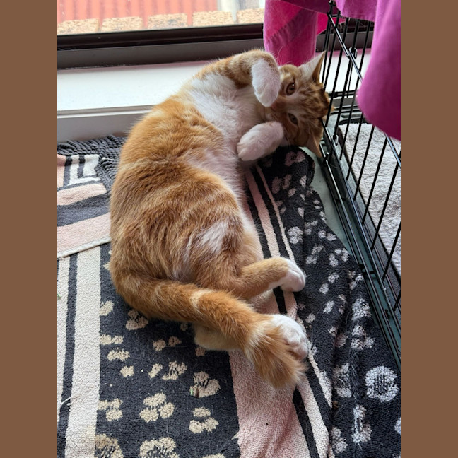 Photo of Cheeto