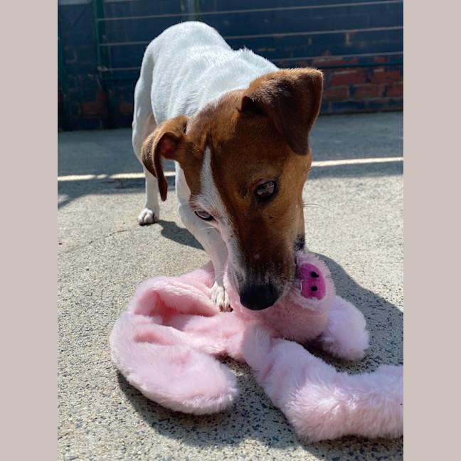 Photo of Millie