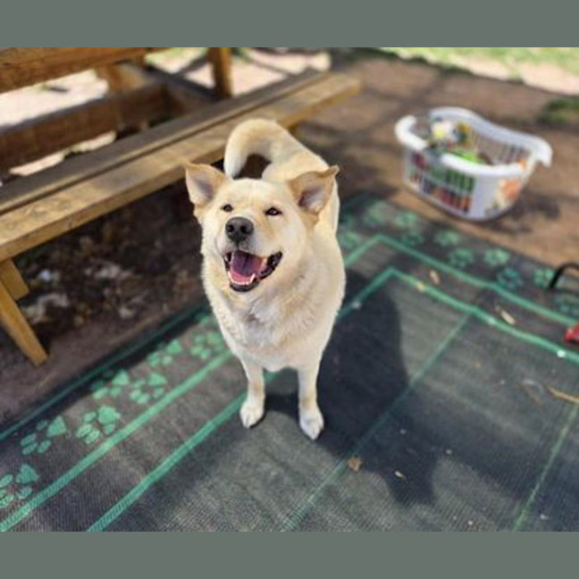 Photo of Rocco