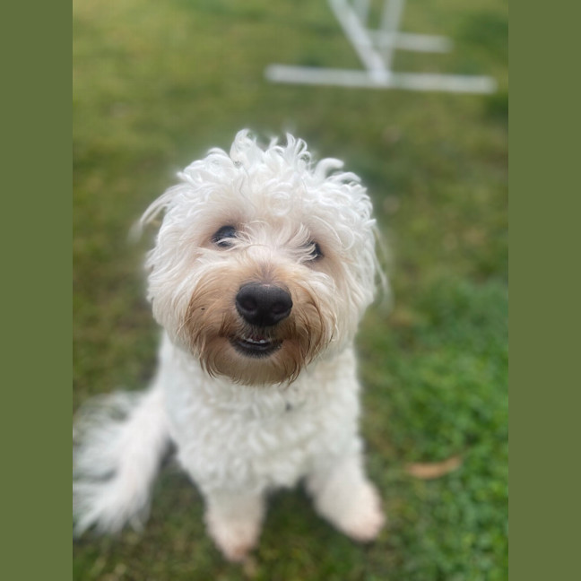 Photo of Nuggy