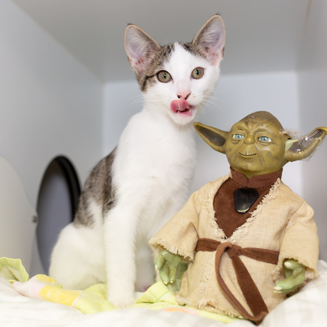 Photo of Ben Solo