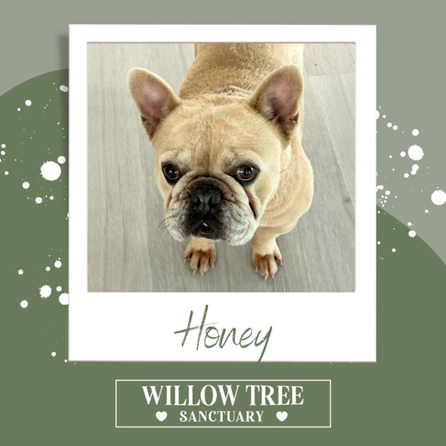 Photo of Honey 