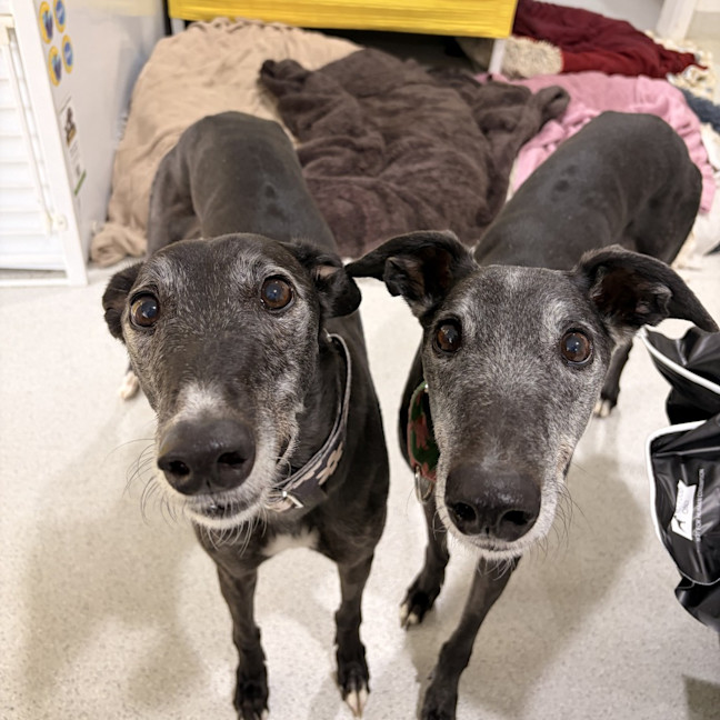 Photo of Yahna The Greyhound