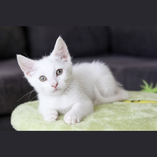 Photo of Barney