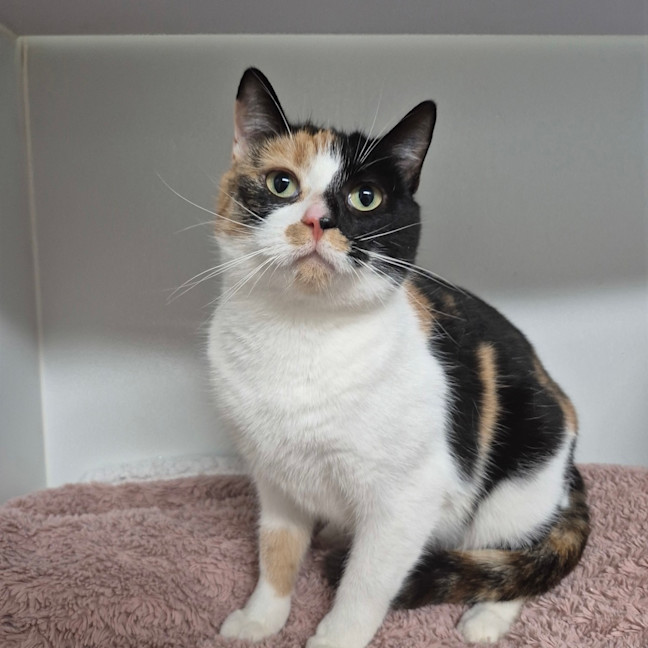 Photo of Tulip