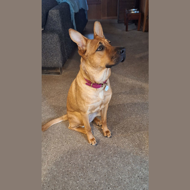 Photo of Gracie