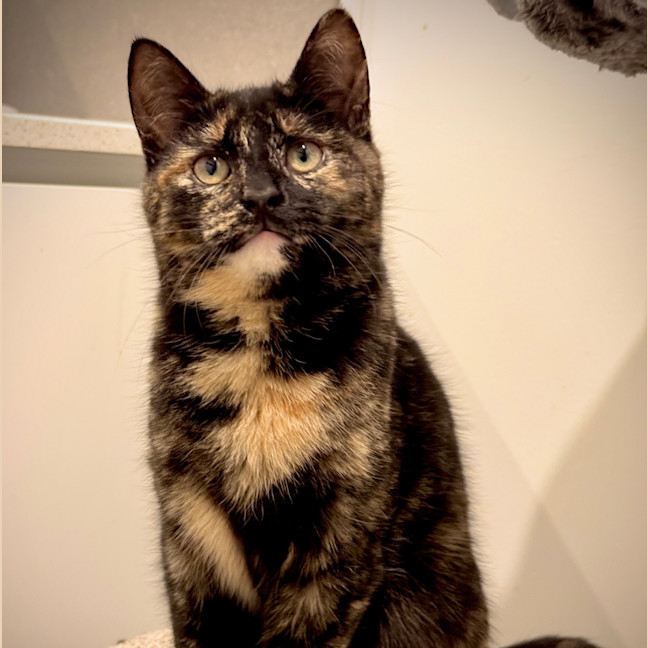 Photo of Azula