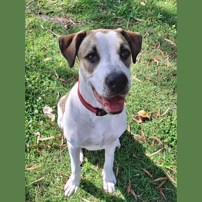 Photo of Clover *$350 Adoption Fee*