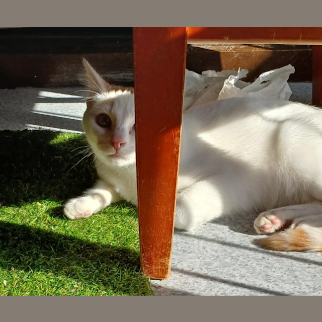 Photo of Gunner 🧡 * 9 Lives Project Rescue*