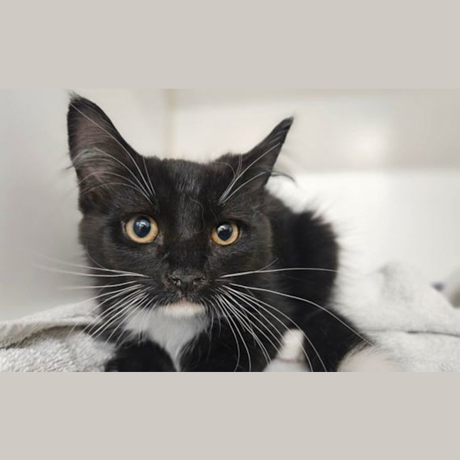 Photo of Sooty
