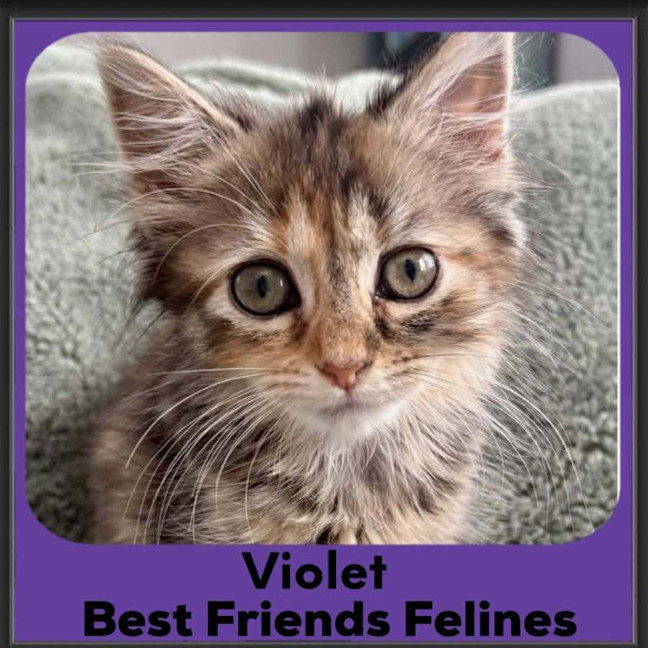 Photo of Violet 