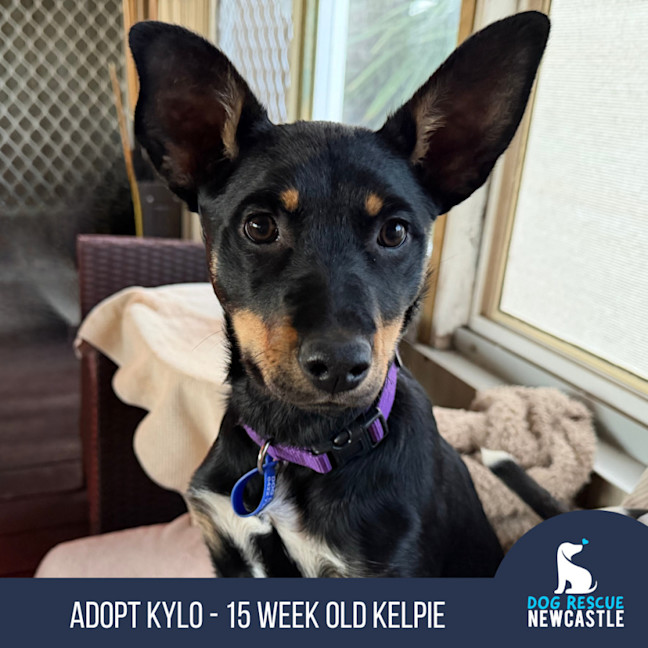 Photo of Kylo   15 Week Old Kelpie