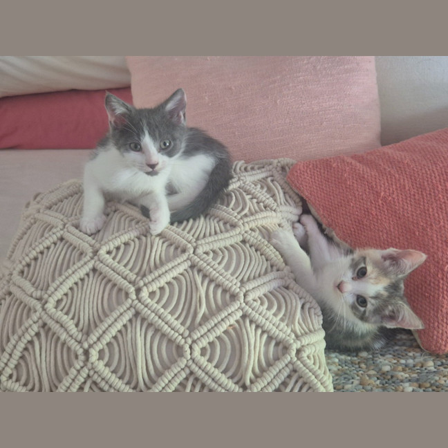 Photo of Cassidy / Cooper