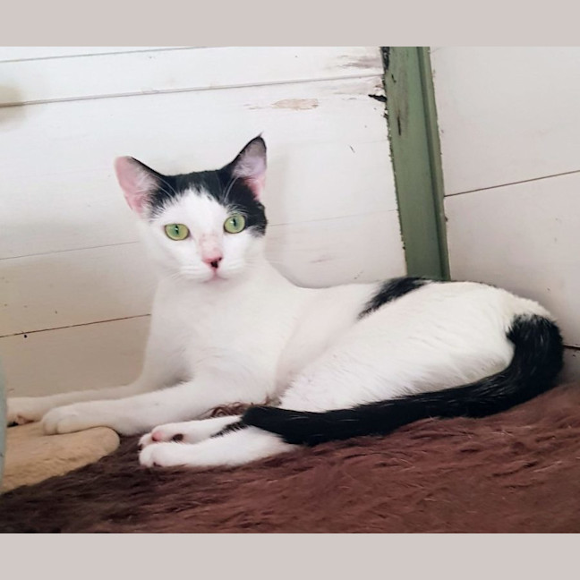 Photo of May   Now At Pet Quarters Broadmeadow