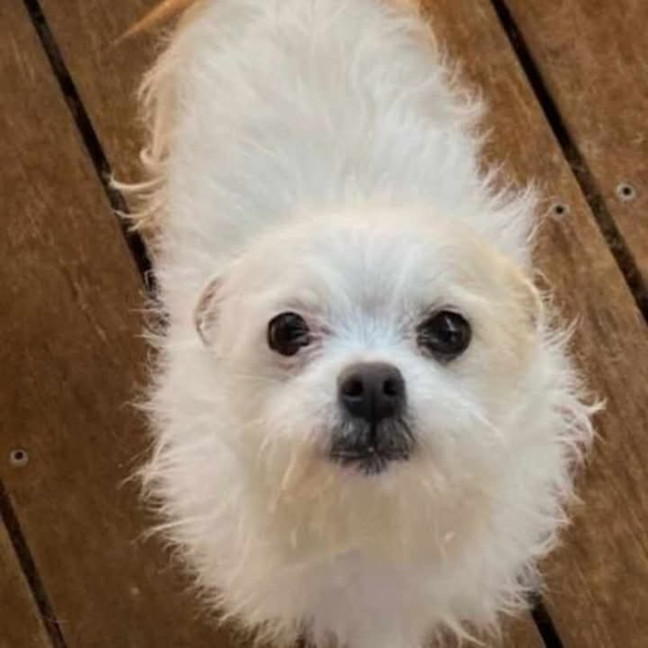 Photo of Patch & Nugget