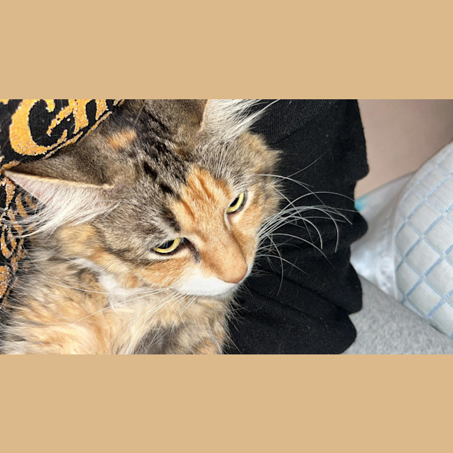 Photo of Honey
