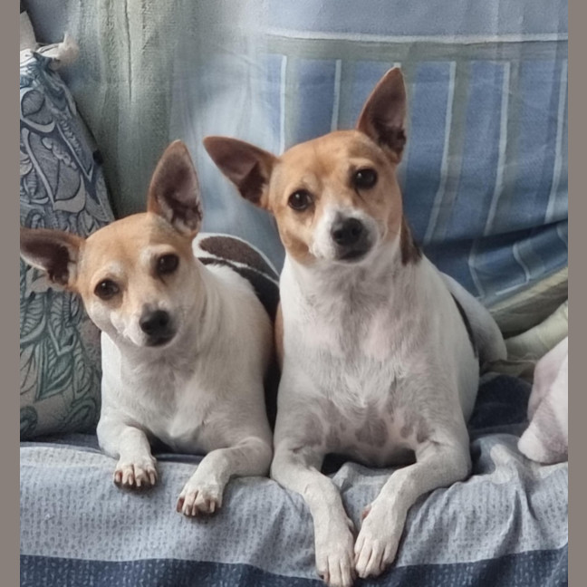 Photo of Daisy & Spot