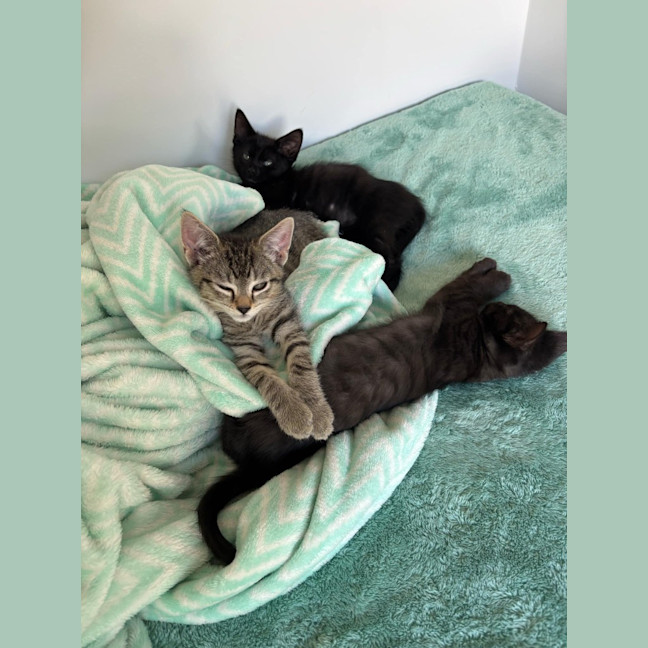 Photo of Shadow