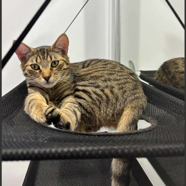 Photo of Hunter