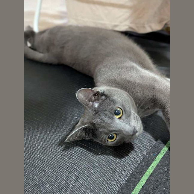 Photo of Smokey
