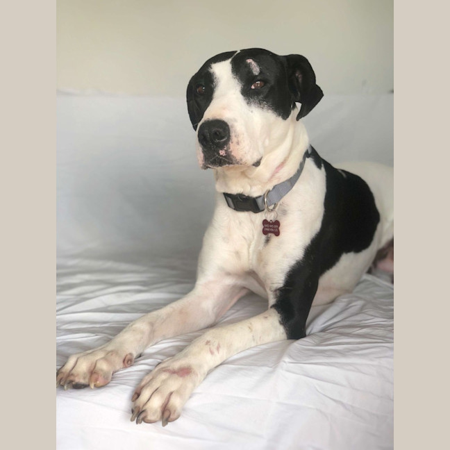 Photo of Koda