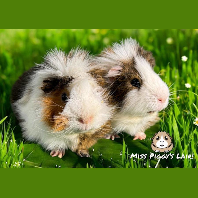 Photo of Rocky & Caramel