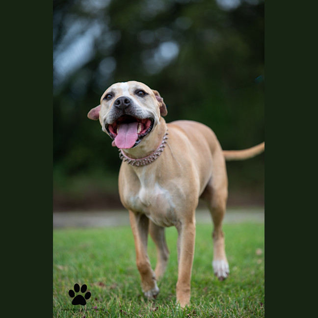 Photo of Nugget