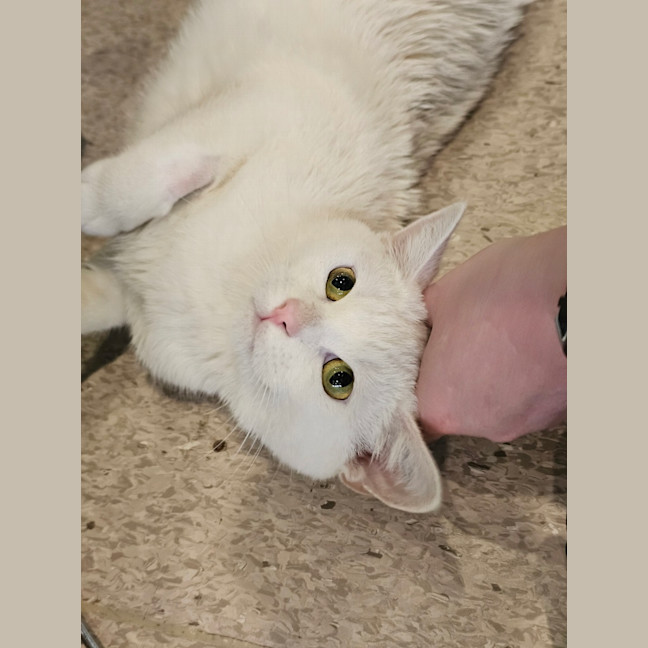 Photo of Cinnamaroll 