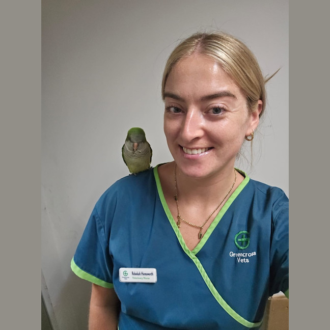 Photo of Quaker Bird