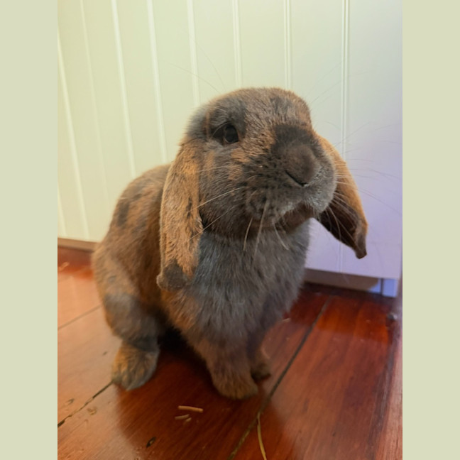 Photo of Otis