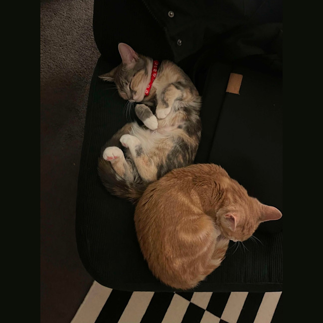 Photo of Purrl & Punchy