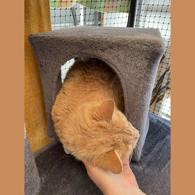 Photo of Axel**2nd Chance Cat Rescue**