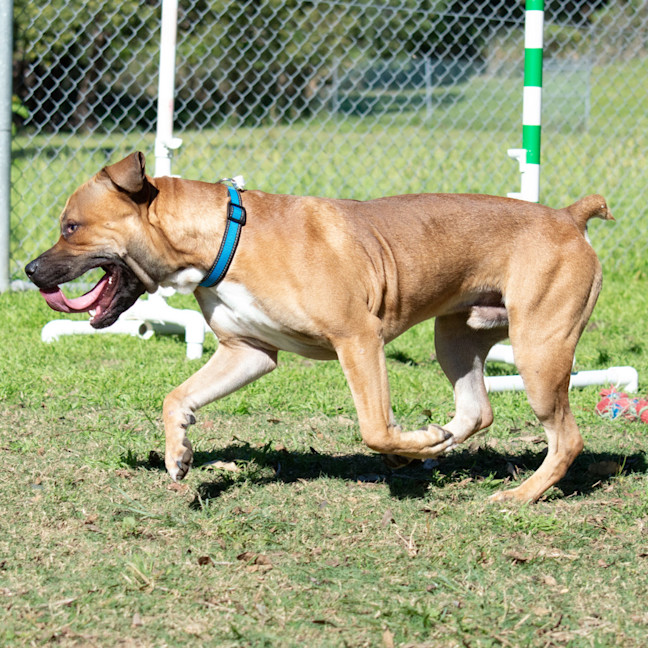 Photo of Barney 