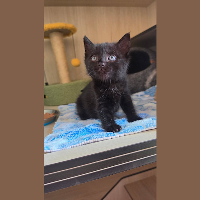 Photo of C1630 Midnight