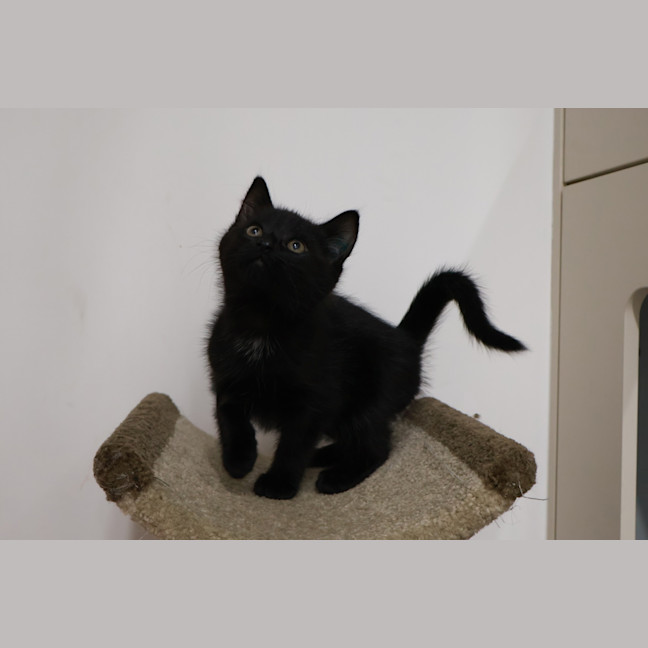 Photo of Clyde