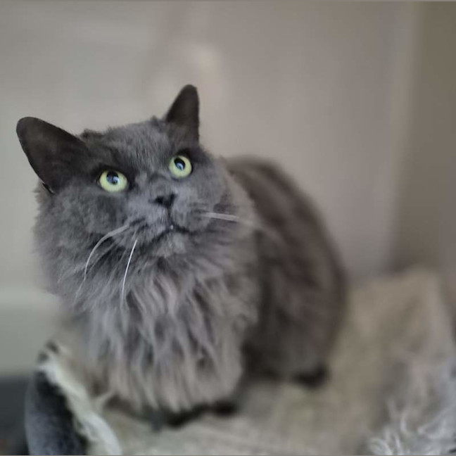 Photo of Miss Puss